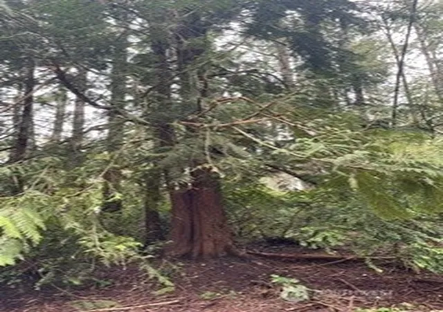 Photo 2 of Land for sale at 11307 114th Street Ct, Anderson Island, WA 98303 | MLS# NWM2536721 | Listing updated on 2026-09-21
