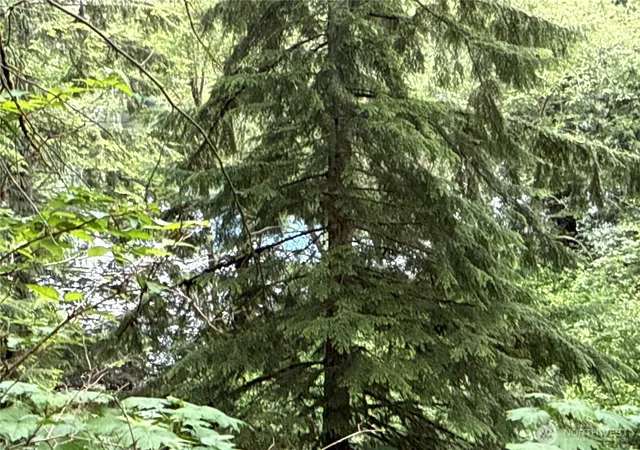 Photo 2 of Land for sale at 376 E Xx Lake Walker Dr Se, Enumclaw, WA 98022 | MLS# NWM2537515 | Listing updated on 2026-09-22