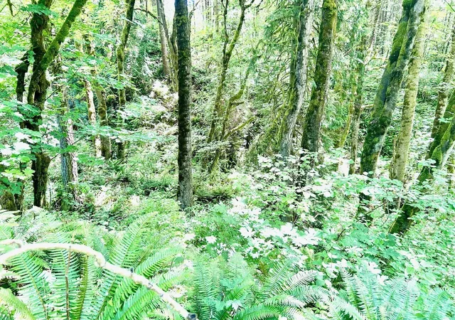 Photo 3 of Sale Pending at 577 Martins Blf Rd, Kalama, WA 98625 | MLS# NWM2540762 | Listing updated on 2026-09-27