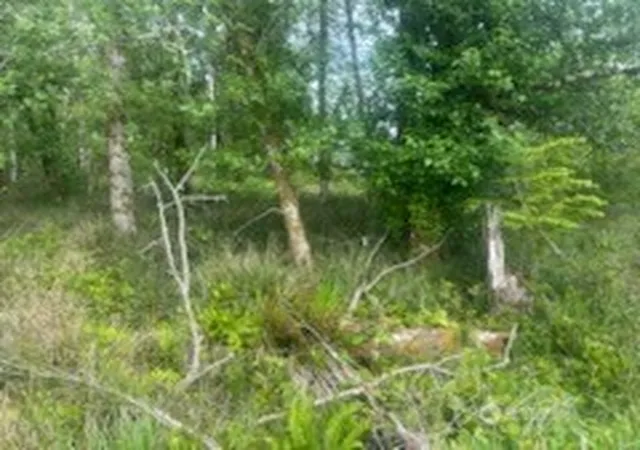 Photo 4 of Land for sale at 556 Chenois Ave NE, Ocean Shores, WA 98569 | MLS# NWM2548569 | Listing updated on 2026-09-22