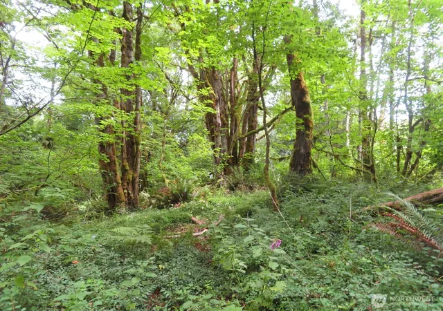 Photo 4 of Land for sale at 0 Lot 11 Valley View Dr, Mossyrock, WA 98564 | MLS# NWM2549705 | Listing updated on 2026-09-22