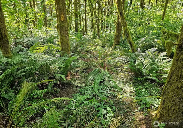 Photo 3 of Land for sale at 0 Peterson Rd Sw, Tenino, WA 98589 | MLS# NWM2553552 | Listing updated on 2026-09-22