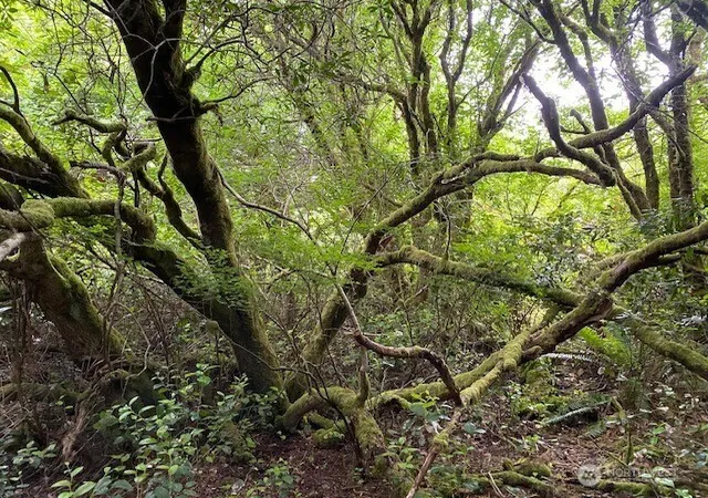 Photo 3 of Land for sale at 782 Point Brown Ave SE, Ocean Shores, WA 98569 | MLS# NWM2558027 | Listing updated on 2026-09-23