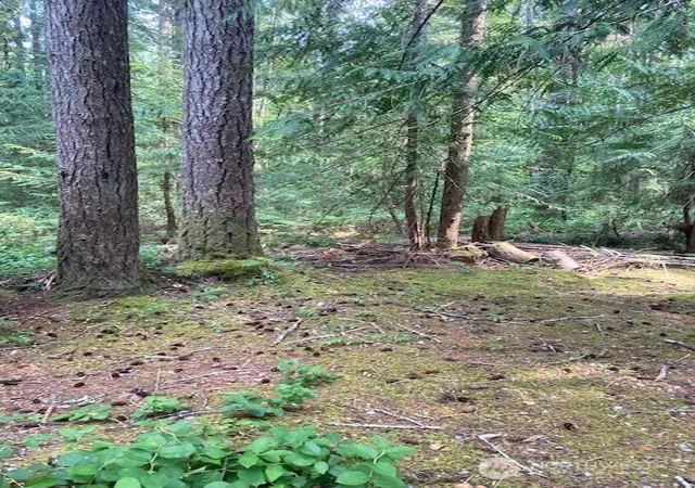Photo 3 of Single family home for sale at 41 N Kitsap Pl S, Hoodsport, WA 98548 | MLS# NWM2559290 | Listing updated on 2026-09-23
