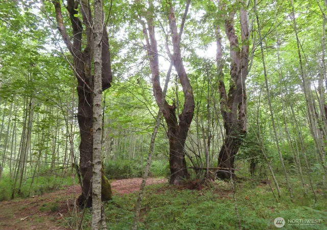 Photo 3 of Land for sale at 0 Xxx Del Ray Rd, Mossyrock, WA 98564 | MLS# NWM2560324 | Listing updated on 2026-09-23