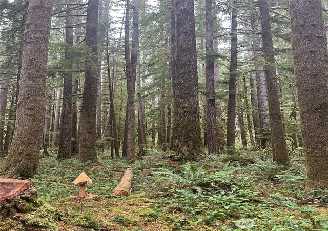 Photo 3 of Land for sale at 99 Highway 101, Amanda Park, WA 98526 | MLS# NWM2560436 | Listing updated on 2026-09-23