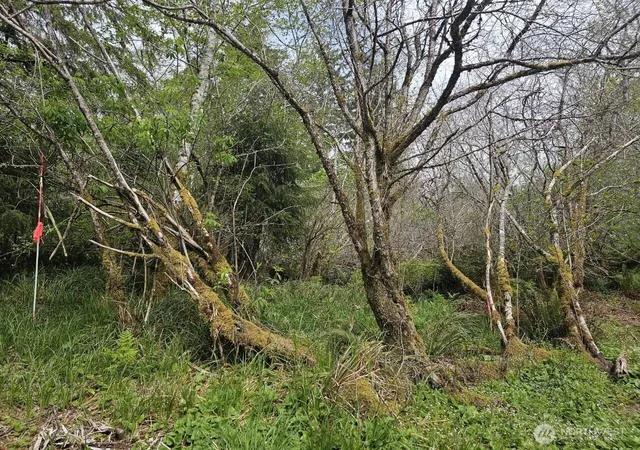 Photo 3 of Land for sale at 0 Larkin Rd, Grayland, WA 98547 | MLS# NWM2560516 | Listing updated on 2026-09-23