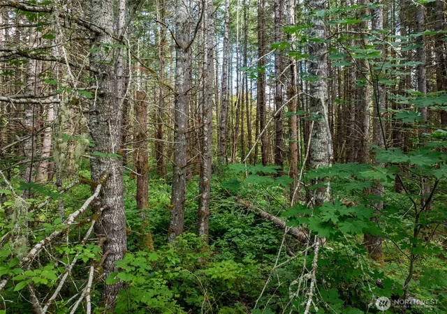 Photo 3 of Land for sale at 28909 State Route 706, Ashford, WA 98304 | MLS# NWM2561061 | Listing updated on 2026-09-25