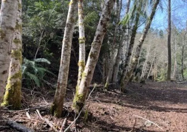 Photo 3 of Land for sale at 61 E Woods Pl, Belfair, WA 98528 | MLS# NWM2564356 | Listing updated on 2026-09-23