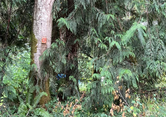 Photo 3 of Land for sale at 5981 NE Spruce Dr, Hansville, WA 98340 | MLS# NWM2569287 | Listing updated on 2026-09-23
