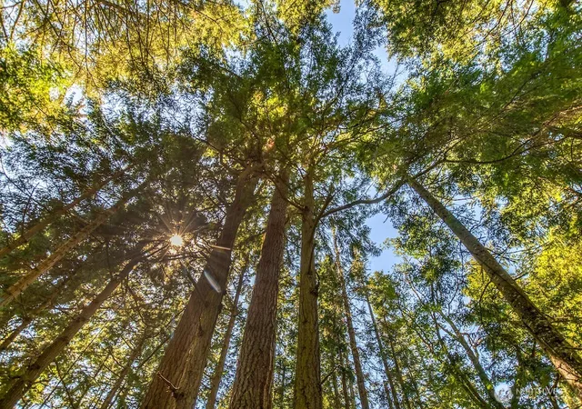 Photo 2 of Land for sale at 0 Pioneer Hl Rd, Orcas Island, WA 98245 | MLS# NWM2571396 | Listing updated on 2026-09-28