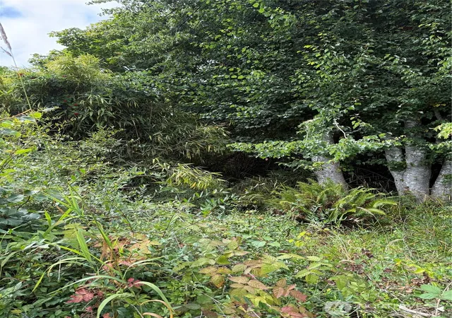 Photo 2 of Land for sale at 266 Xx Sandridge Rd, Nahcotta, WA 98637 | MLS# NWM2571543 | Listing updated on 2026-09-25
