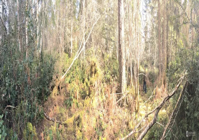 Photo 1 of Land for sale at 0 160th Ave Nw, Gig Harbor, WA 98329 | MLS# NWM2572919 | Listing updated on 2026-09-25