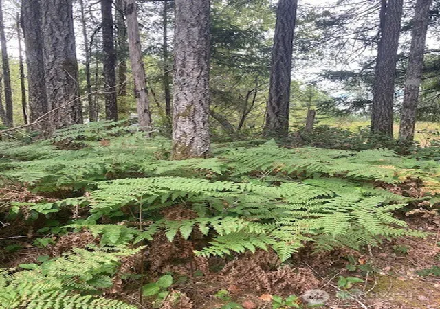 Photo 3 of Land for sale at 31 N Rainbow Wy W, Hoodsport, WA 98548 | MLS# NWM2572927 | Listing updated on 2026-09-25
