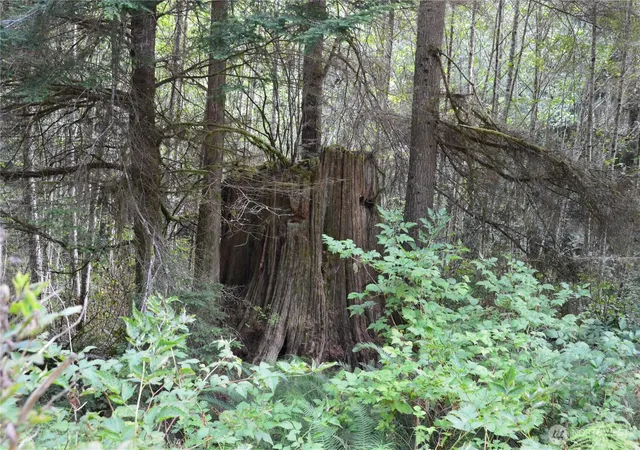 Photo 4 of Land for sale at 3900 Paradise Bay Rd, Port Ludlow, WA 98365 | MLS# NWM2573508 | Listing updated on 2026-09-25