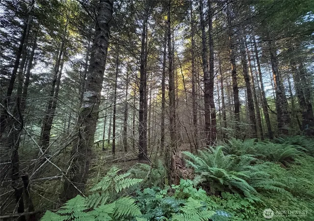 Photo 3 of Land for sale at 0 Nka Wiest Rd, Longview, WA 98632 | MLS# NWM2585364 | Listing updated on 2026-09-21