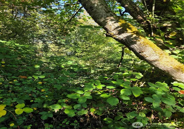 Photo 4 of Land for sale at 0 Huston St, Tenino, WA 98589 | MLS# NWM2586315 | Listing updated on 2026-09-24