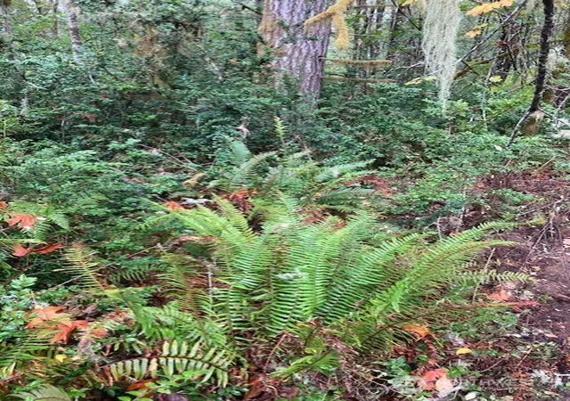 Photo 3 of Land for sale at 16822 74th Street Nw, Vaughn, WA 98394 | MLS# NWM2588723 | Listing updated on 2026-10-01