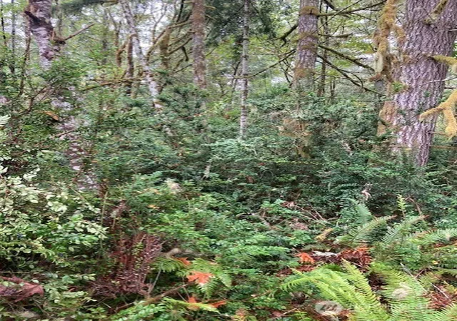 Photo 3 of Land for sale at 16822 74th Street NW, Vaughn, WA 98394 | MLS# NWM2588723 | Listing updated on 2026-10-02