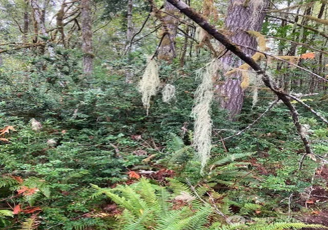 Photo 4 of Land for sale at 16822 74th Street NW, Vaughn, WA 98394 | MLS# NWM2588723 | Listing updated on 2026-10-02