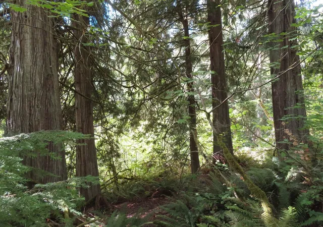 Photo 4 of Land for sale at 0 Fallert Rd, Kalama, WA 98625 | MLS# NWM2595456 | Listing updated on 2026-10-20