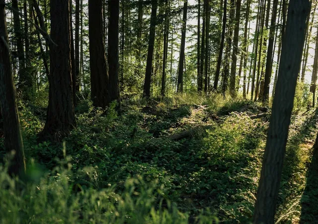 Photo 4 of Land for sale at 267 Arbel Way, Bellingham, WA 98229 | MLS# NWM2597407 | Listing updated on 2026-10-26