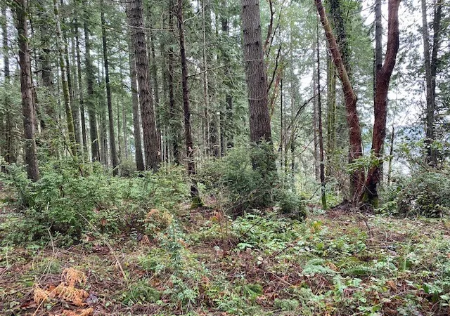 Land for sale at 0 Elk St, Shelton, WA 98584 | MLS# NWM2598352