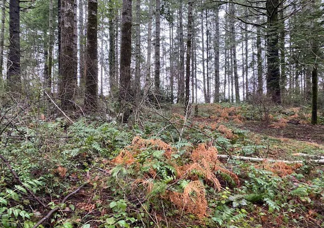 Photo 2 of Land for sale at 0 Elk St, Shelton, WA 98584 | MLS# NWM2598352 | Listing updated on 2026-10-26