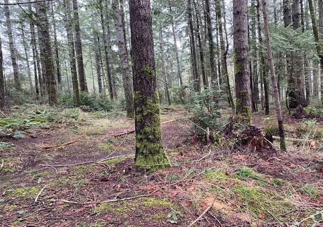 Photo 3 of Land for sale at 0 Elk St, Shelton, WA 98584 | MLS# NWM2598352 | Listing updated on 2026-10-26