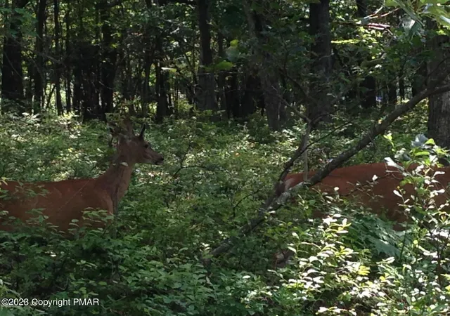 Photo 1 of Land for sale at 165 Scarborough Wy, Bushkill, PA 18324 | MLS# PM-103176 | Listing updated on 2025-06-09