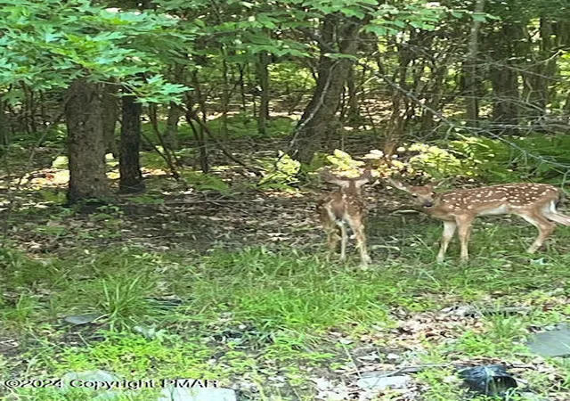 Photo 3 of Land for sale at Lot 406 Ash Dr, Pocono Summit, PA 18346 | MLS# PM-104751 | Listing updated on 2025-07-31
