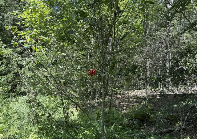 Photo 5 of Land for sale at 12 Pine Way, Newfoundland, PA 18445 | MLS# PM-133655 | Listing updated on 2025-11-29