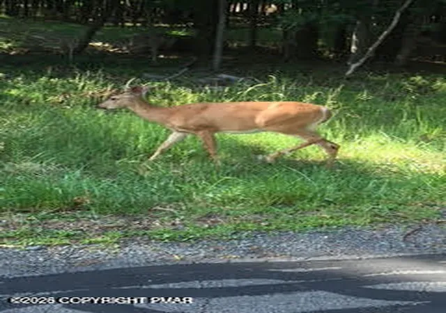 Photo 3 of Land for sale at 00 Cranberry Dr, Bushkill, PA 18324 | MLS# PM-142266 | Listing updated on 2026-07-31