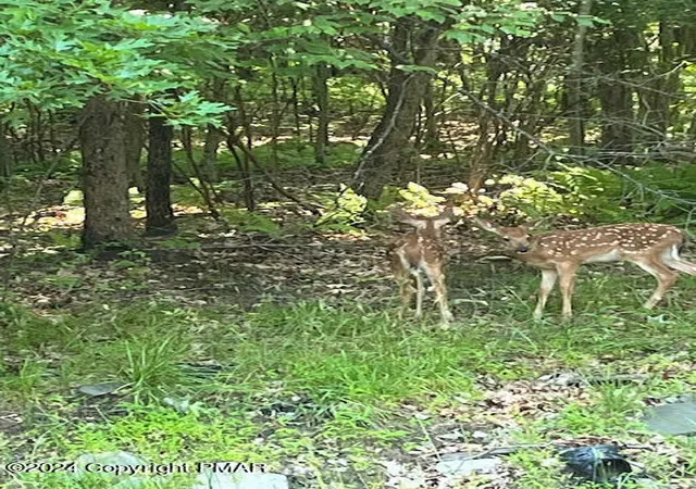 Photo 3 of Land for sale at Ash Dr 406, Pocono Summit, PA 18346 | MLS# PM-143822 | Listing updated on 2026-10-08