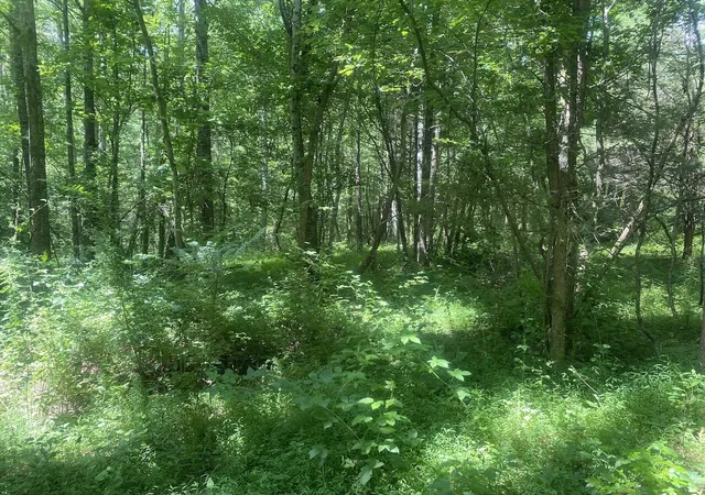 Photo 4 of Sale Pending at 000 S Grider Rd, Russell Springs, KY 42642 | MLS# 25014959 | Listing updated on 2026-03-18