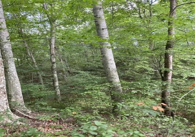 Photo 2 of Land for sale at 2745 Hopper Creek Rd, London, KY 40744 | MLS# 25013447 | Listing updated on 2025-09-12