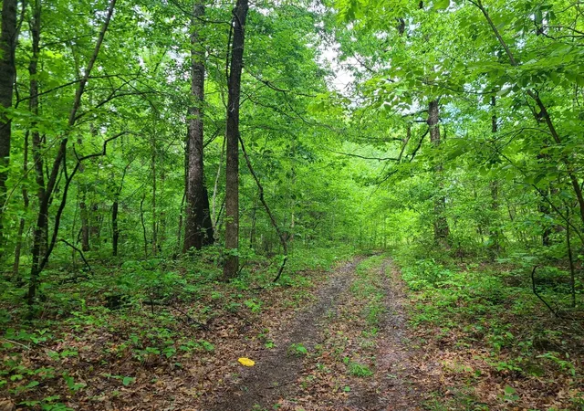 Photo 1 of Land for sale at 690 Adams Cemetery Rd, Liberty, KY 42539 | MLS# 24008121 | Listing updated on 2025-12-23