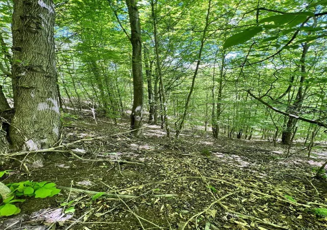 27th image of 9999 Proffitt Rd, Manchester, KY 40962 | MLS# 24000055