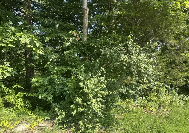 Homes for sale in Celina, TN | Lot 26 Rock Springs Rd, Celina, TN 38551 | MLS# 25014633