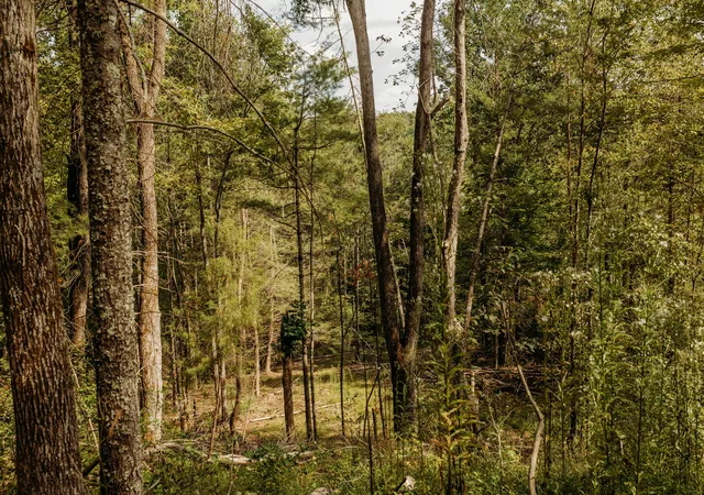 Photo 2 of Land for sale at Tbd Lot 7 Sandy Ridge Rd, Campton, KY 41301 | MLS# 23019010 | Listing updated on 2025-09-12