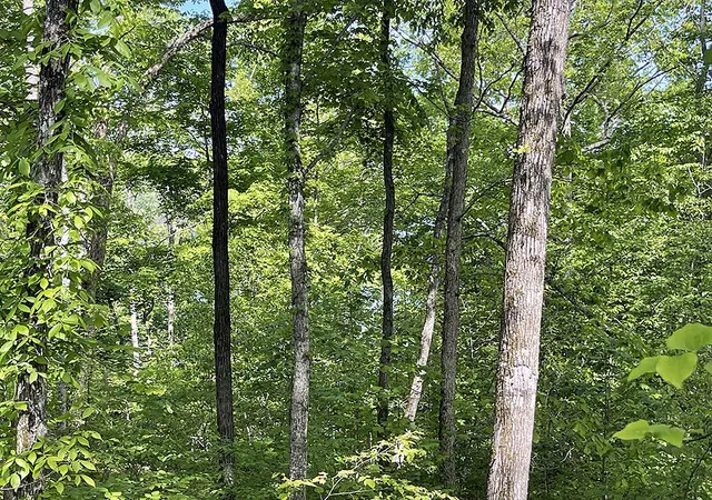 Homes for sale in Monticello, KY | Lot 28 Cumberland Shores, Monticello, KY 42633 | MLS# 25012381