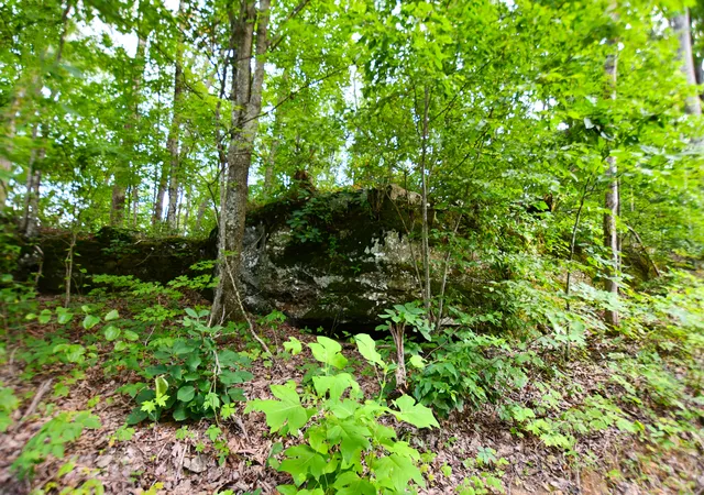 Photo 3 of Land for sale at 9999 Big Springs School Rd, Irvine, KY 40336 | MLS# 25014874 | Listing updated on 2025-09-12