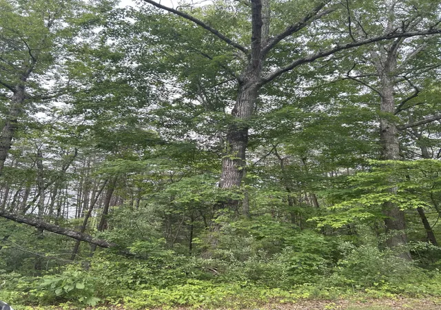 Photo 1 of Land for sale at 3c Loop Rd, Williamsburg, KY 40769 | MLS# 25013754 | Listing updated on 2025-09-27