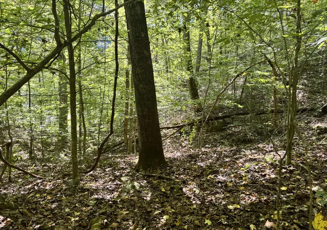Photo 3 of Land for sale at 9950 Hector Rd, Manchester, KY 40962 | MLS# 25503602 | Listing updated on 2026-05-22