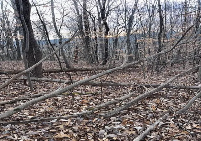 Photo 3 of Land for sale at 197 King Mountain Rd, Williamsburg, KY 40769 | MLS# 26000178 | Listing updated on 2026-01-06