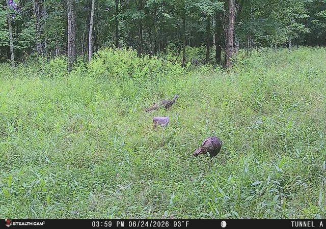 Photo 3 of Land for sale at 566a Tunnel Ridge Rd, Argillite, KY 41121 | MLS# 26009111 | Listing updated on 2026-07-29
