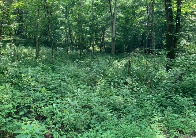 12th image of 91 Flags Fork Rd, Frankfort, KY 40601 | MLS# 26009325