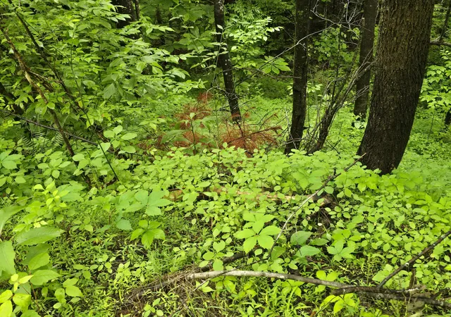 Photo 2 of Land for sale at 36 US Hwy 119, Pineville, KY 40977 | MLS# 26010513 | Listing updated on 2026-07-23