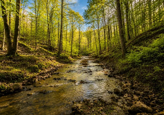 Photo 3 of Land for sale at 0 Blackstone Mountain Phase Ii Tract 72, Manchester, KY 40962 | MLS# 26010896 | Listing updated on 2026-08-11