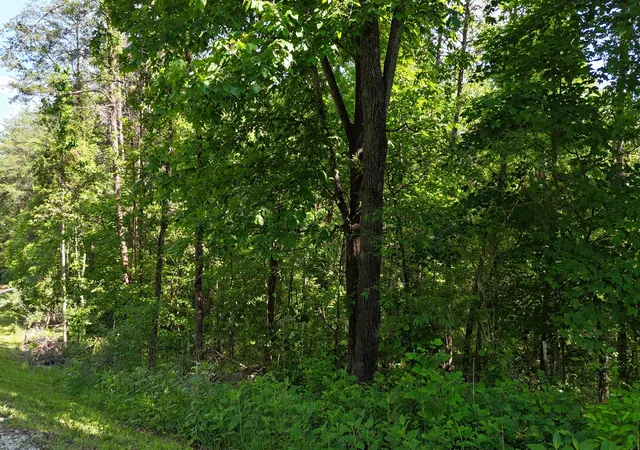 Homes for sale in Burnside, KY | Tract 15 Buck Tail Dr, Burnside, KY 42519 | MLS# 26011289